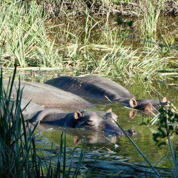 Schotia Game Reserve, Addo